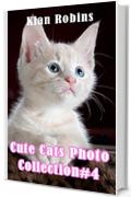 Cute Cats Photos Collection#4
